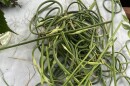 Garlic scapes from the Truro Farmers Market.