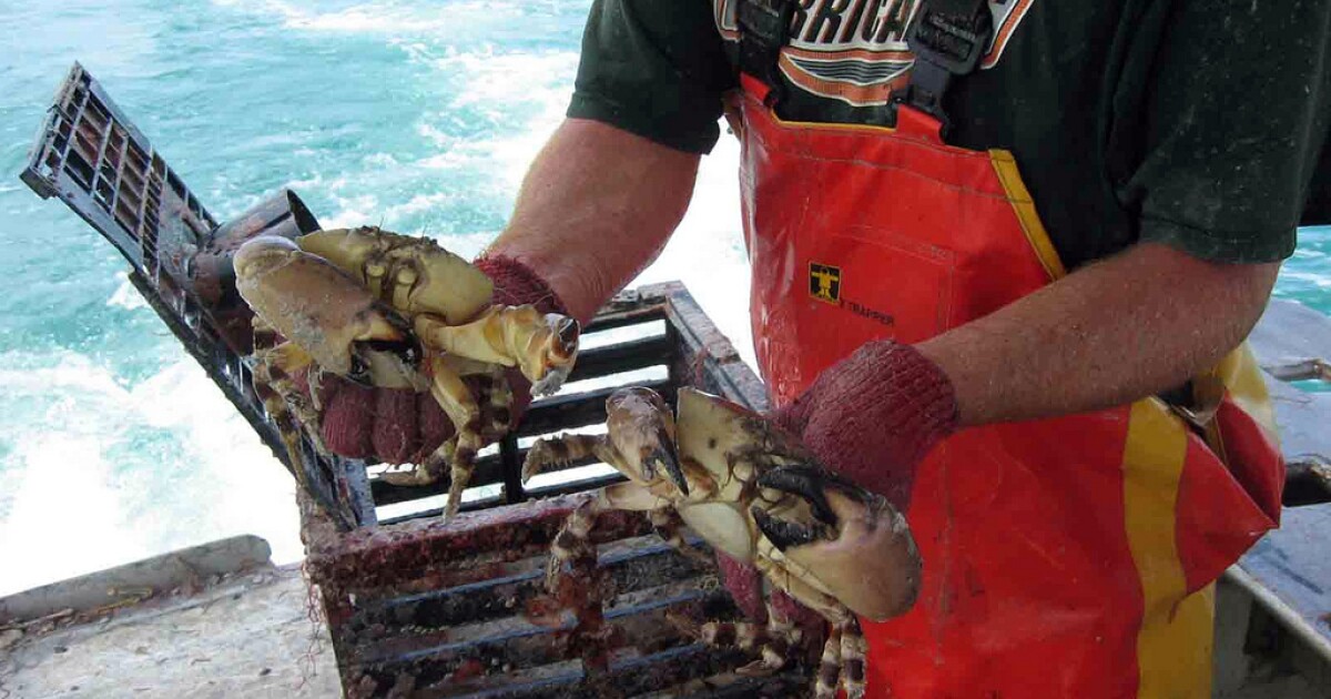 Stone Crab Harvest Drastically Low | WGCU PBS & NPR for Southwest Florida
