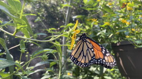 A monarch rests on a plant at the Virginia Living Museum’s new butterfly haven. (Photo by Katherine Hafner)