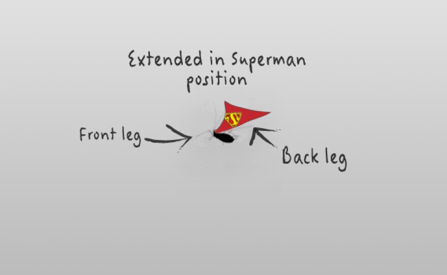 Superaphid