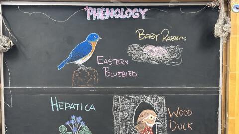 Chalk illustrations show a hepatica flower, a Wood Duck in its nest, baby rabbits, and an Eastern Bluebird.