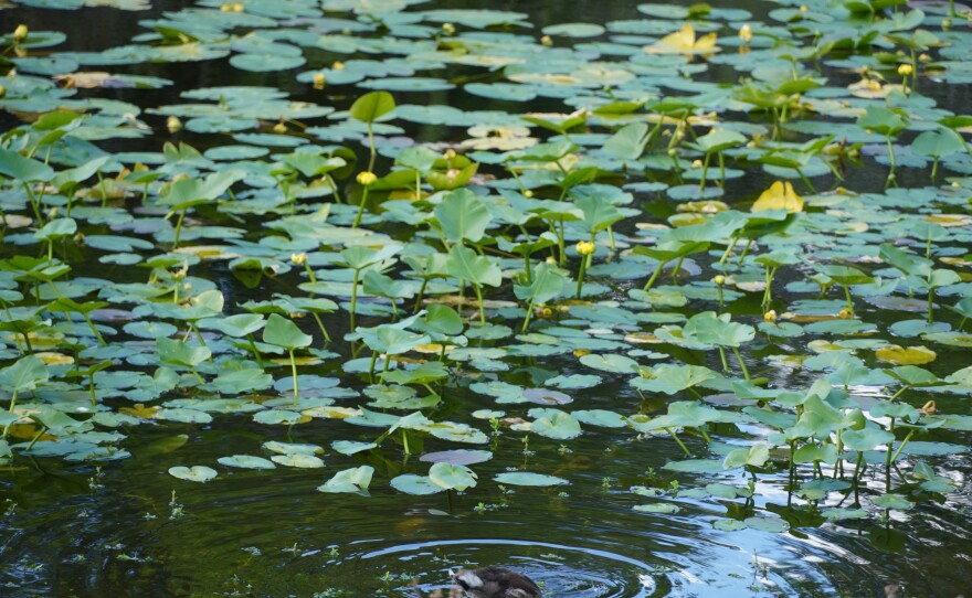 A pond at Rogers Park Golf Course 