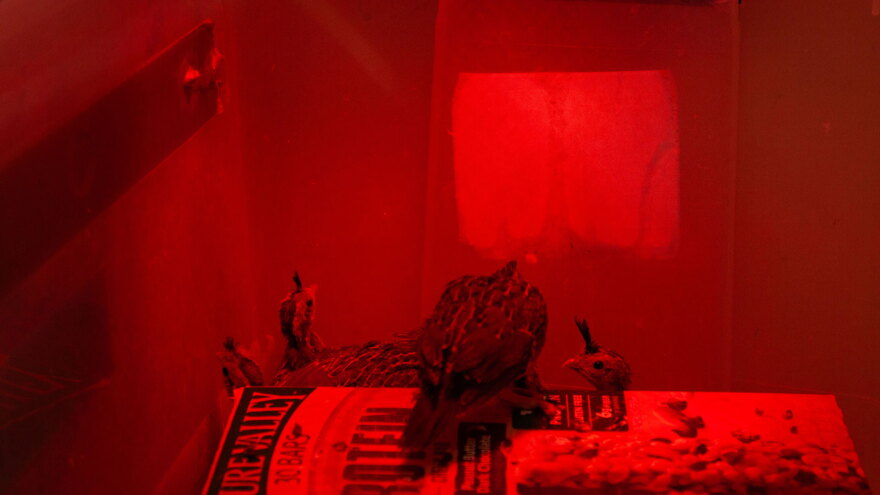 quail 4