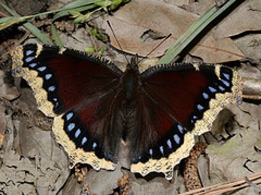 Mourning Cloak Butterfly