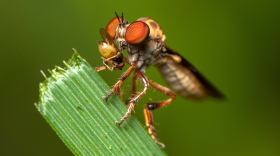 Robber flies - Holcocephala - Robber flies are among the most agile predators in the insect world. Larger specimens can take down bees and dragonflies while small ones, like this gnat ogre, capture ants and small flies .