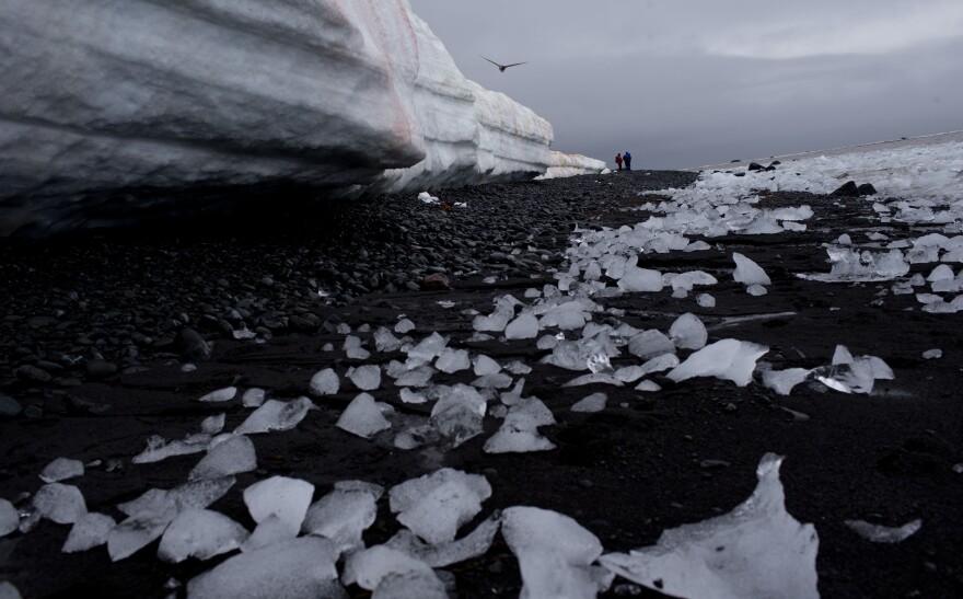 Pieces of thawing ice are scattered along the beachshore at Punta Hanna, Livingston Island, Antarctica.
