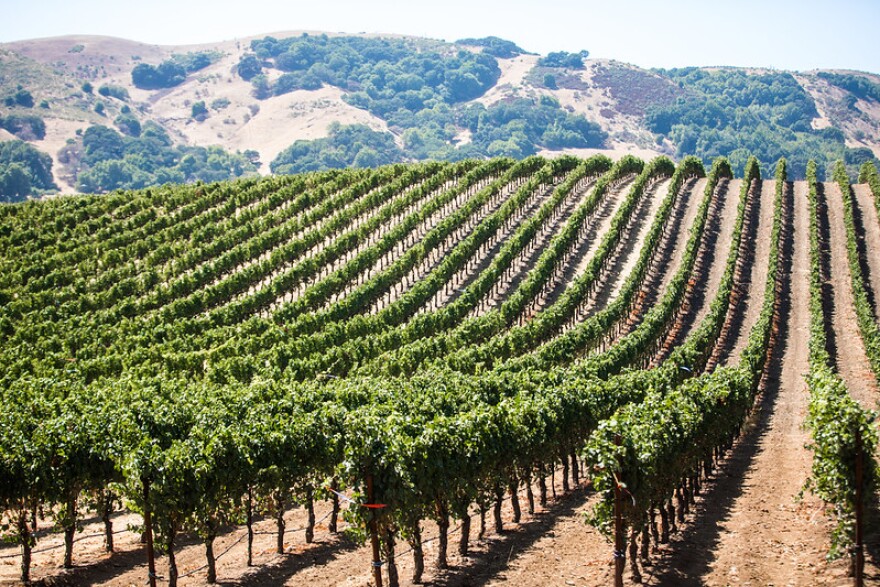 Wine vines, McGill, California