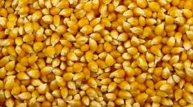 The U.S. Department of Agriculture says 310 million pounds of popcorn were produced in Indiana last year.