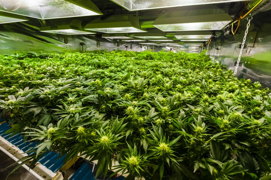 A drug made from a derivative of marijuana has been approved for patients with certain forms of epilepsy.