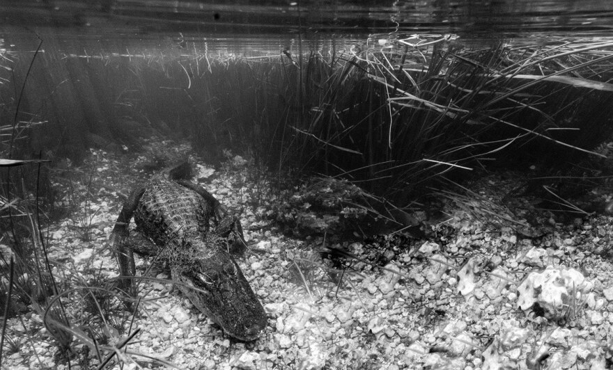  Florida alligator photographed by Luca Martinez