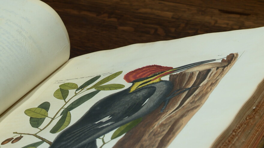 A life-size depiction of birds from the fourth edition of "Birds of America" will be displayed.