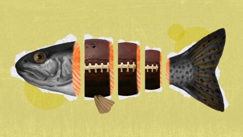 A wild caught salmon becomes a fish and a football, not AI generated.