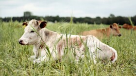 This cow may have been raised for food on a farm near you, but it may not necessarily have been processed nearby