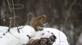 A red squirrel sits on a stump