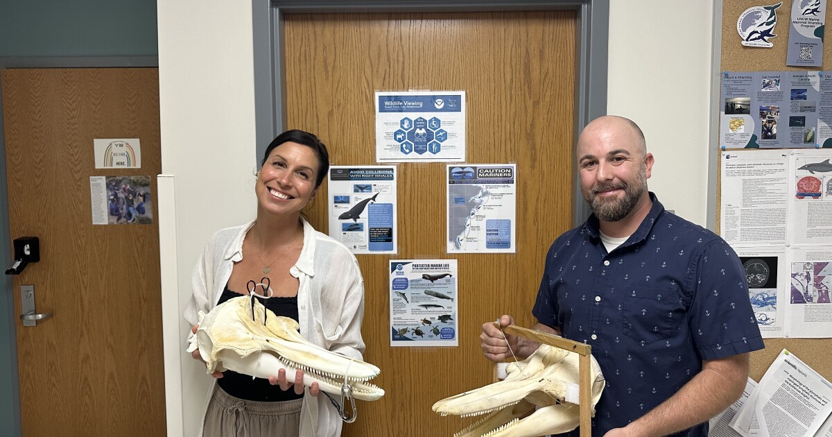 UNCW marine mammal stranding program investigating causes of dolphin mortalities this year