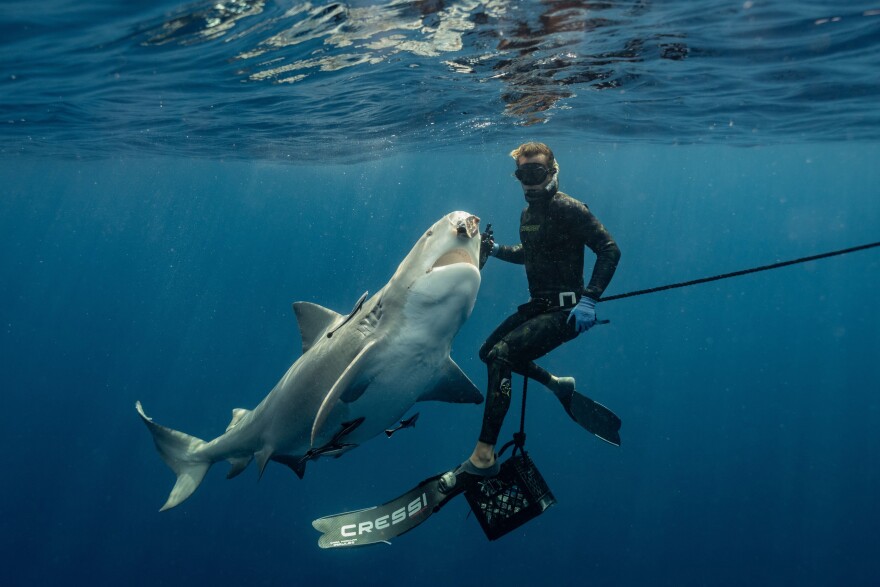 Tanner Mansell hand-feeds a bull shark off of the coast of Jupiter, Fla.