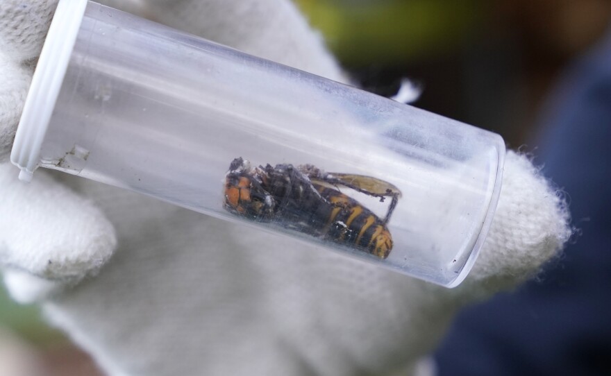 A Washington State Department of Agriculture worker displays an Asian giant hornet taken from a nest Saturday, Oct. 24, 2020, in Blaine, Wash.