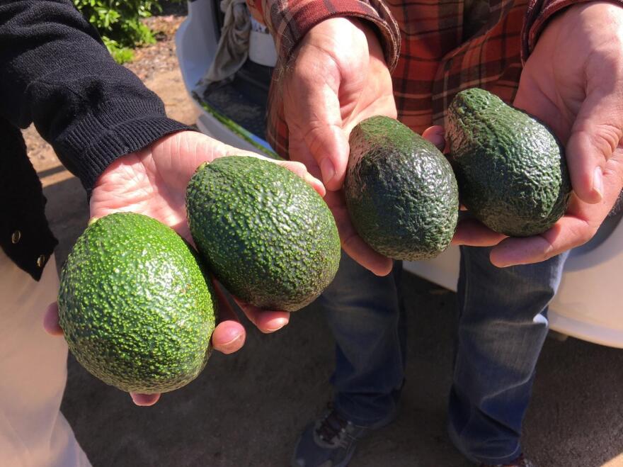 The avocados on the right are Hass, America's favorite variety of the green fruit. At left are GEM avocados, the great-granddaughter of the Hass. GEM avocados grow well in California's Central Valley and, in taste tests, they scored better than the Hass in terms of eating quality.