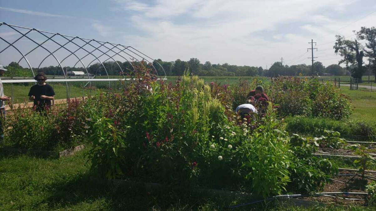 SIU awards nearly $173,000 in Green Fund grants - Vimarsana News