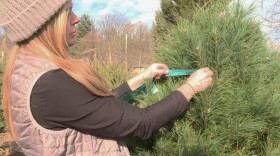Erin Bishay puts a tag on a white pine tree at Abell Nursery and Landscape in Bloomington. White pine trees can be used as living Christmas trees and are native to Indiana.