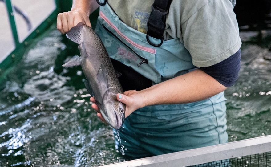 Scientific aide Jessi Fleming, 35, of Sanger, works to identify broodstock salmon that will be utilized in the spawning process at the Salmon Conservation and Research Facility in Friant, Calif., on Sept. 23, 2026.