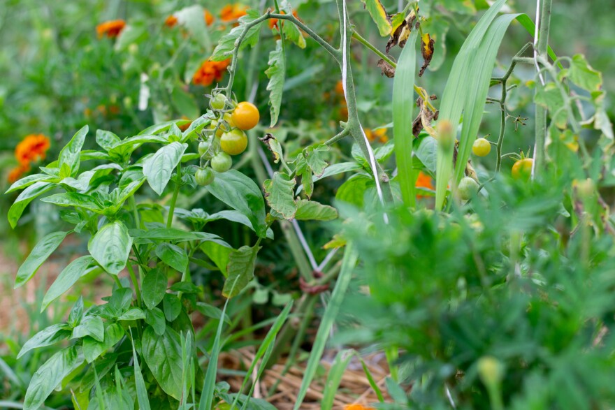 Sungold tomatoes ripen on vines interplanted with basil, marigolds, and nasturtiums.