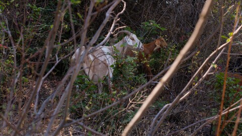 Goats eat their way through thick bushes on a hill in Spokane, Washington, on July 27. The landowners hired the goats’ owner, Craig Madsen, to bring them to work on the hill because it is too steep for the heavy equipment they use to manage brush on other parts of their property.