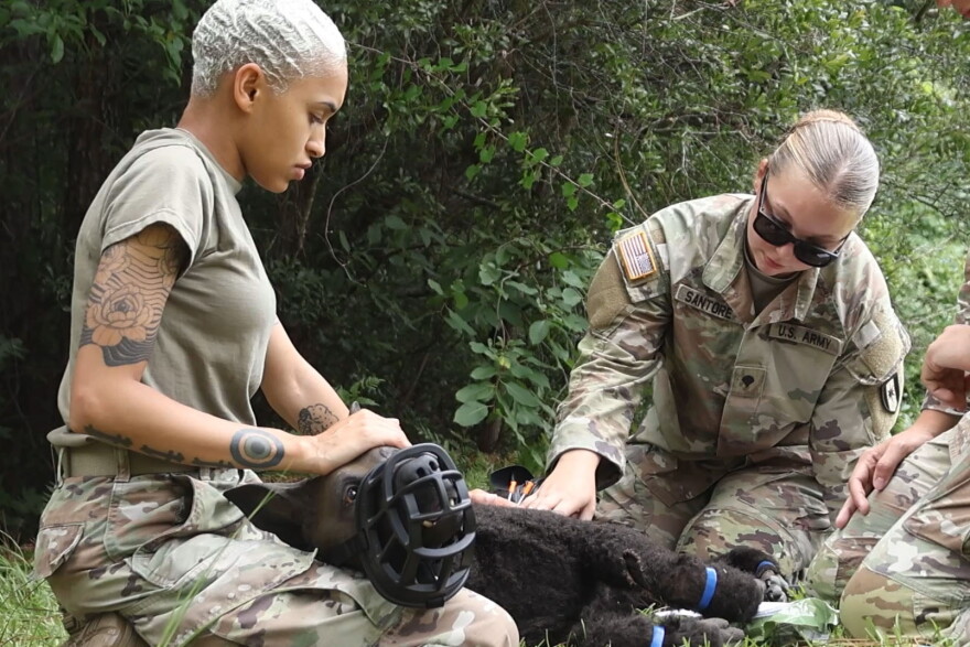 Members of the 44th Medical Brigade work with a robotic dog manikin during a Tactical Combat Casualty Care exercise at Fort Bragg, N.C., July 14, 2026. The medics are being trained to provide battlefield care for wounded military working dogs.