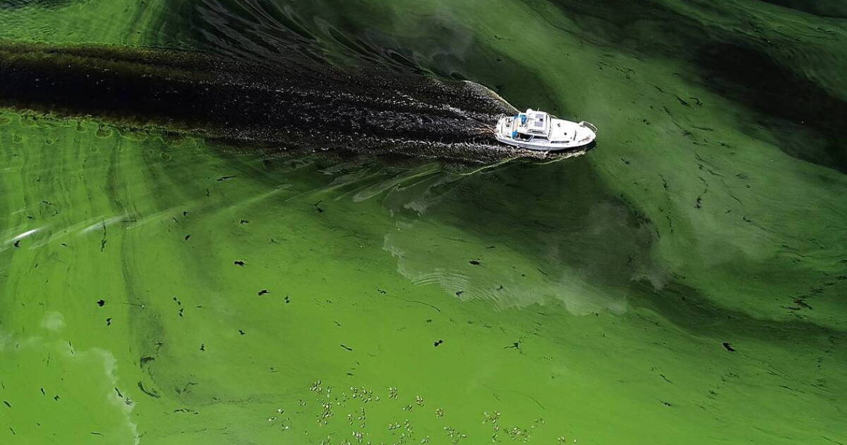 Algae Blooms And Lake O, Manatee Emergency, And 