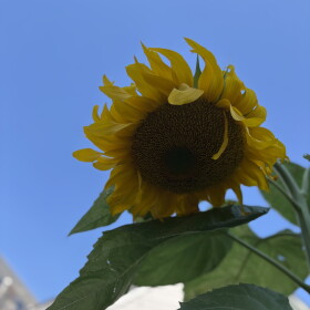 A sunflower in Provincetown on September 7, 2026.