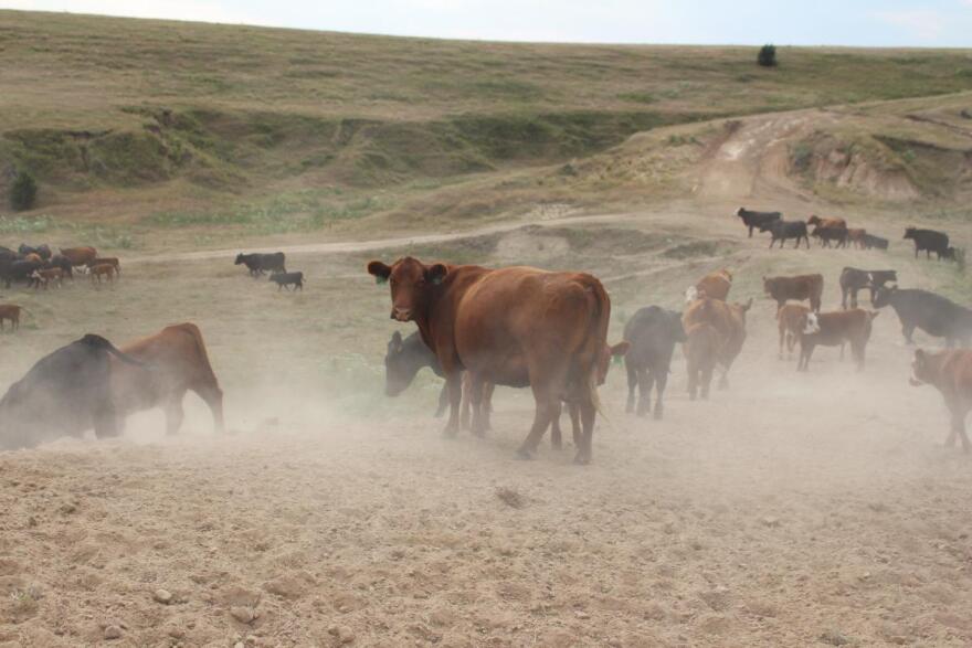 calf.jpg