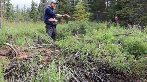 Kachemak Bay National Estuarine Research Reserve ecology technician Spencer Johnson points to a man-made beaver dam on the southern Kenai Peninsula. The dam's goal is to extend wetland habitat important to spawning salmon.
