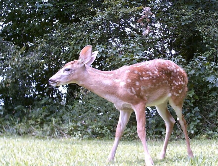 North Carolina deer