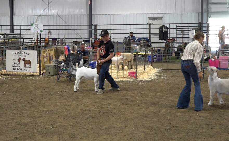 Participants lead and position their goats for judging during the livestock show.