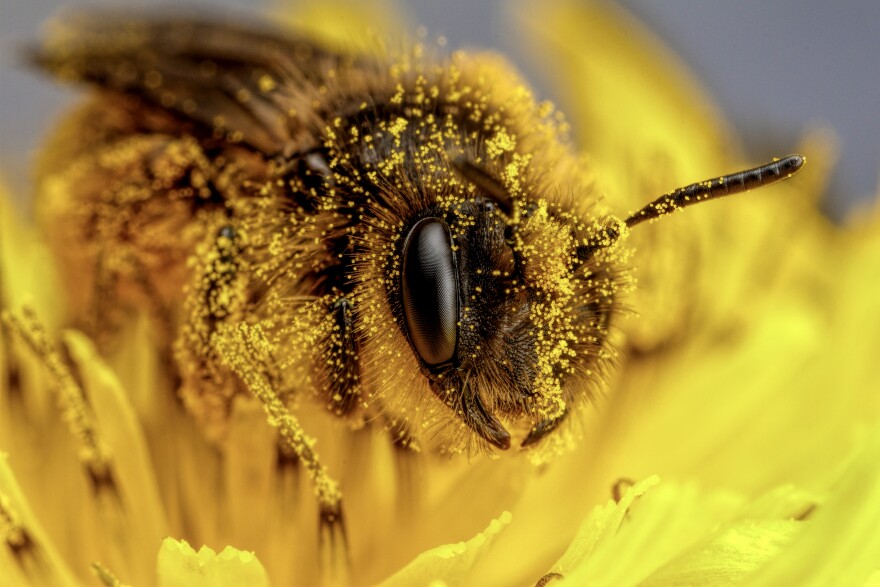 FILE: Pollen covered bee in Naples,Italy.