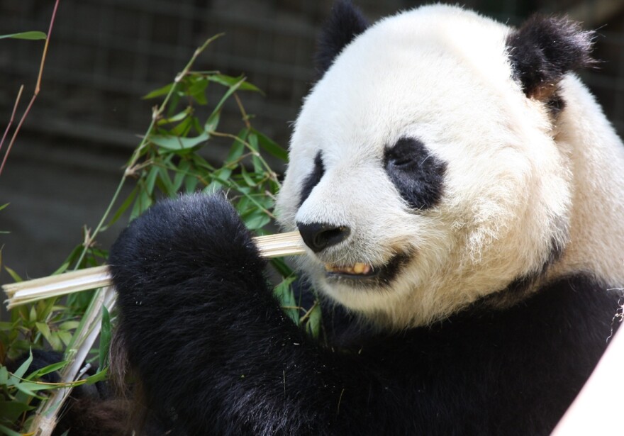 Scientists found that as recently as 5,000 years ago, giant pandas had a much more diverse diet than they do today.