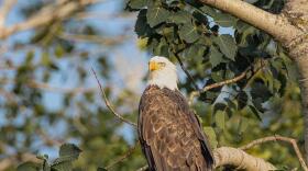 An American bald eagle