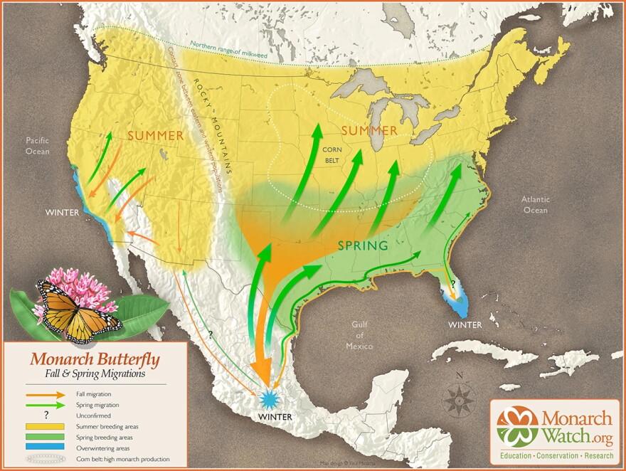 The eastern and western population of monarch butterflies follow different migration paths. Eastern monarch butterflies pass over much of the central U.S. on their way south to overwinter in central Mexico.