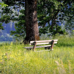A wooden bench sits beneath a large tree in a grassy meadow dotted with yellow wildflowers, with wooded hills in the background.