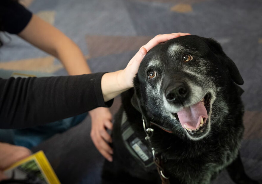 Missy, a 12-year old service dog, receives affection from students at Portland State University on Oct. 6, 2026. The Puppies at the Polls event was hosted by the university in a bid to incentivize students to check out the nearby voter registration tables ahead of the election.