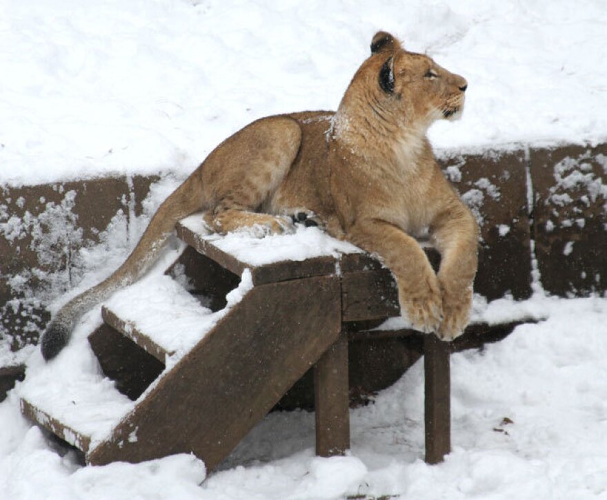 An African lion cub regards her habitat after a morning snowfall at the National Zoo in Washington, D.C.