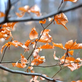Trees losing leaves in winter