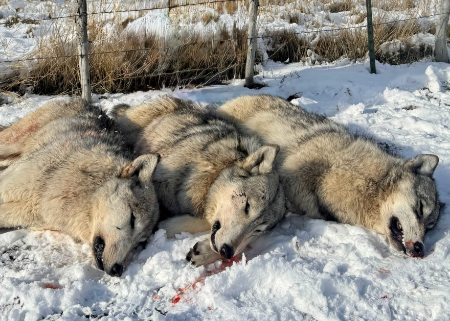 Three gray wolves lie dead in the snow after being killed on Jan. 9 in Cache County by the Utah Department of Agriculture and Food.