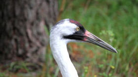 Just because whooping cranes can't talk doesn't mean they're silent creatures.