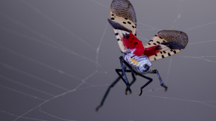 A spotted lanternfly struggles to free itself from a spider's web. The invasive bug has spread to nine counties in Massachusetts