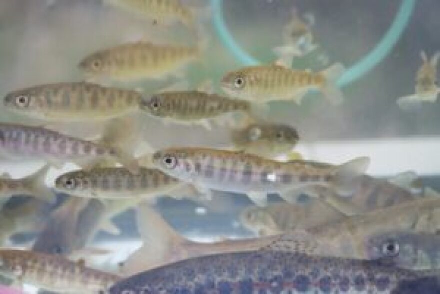 salmon fry