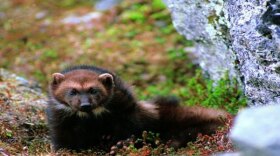 The North American Wolverine is proposed as threatened, but changes to how the Endangered Species Act is implemented could weaken its protections.