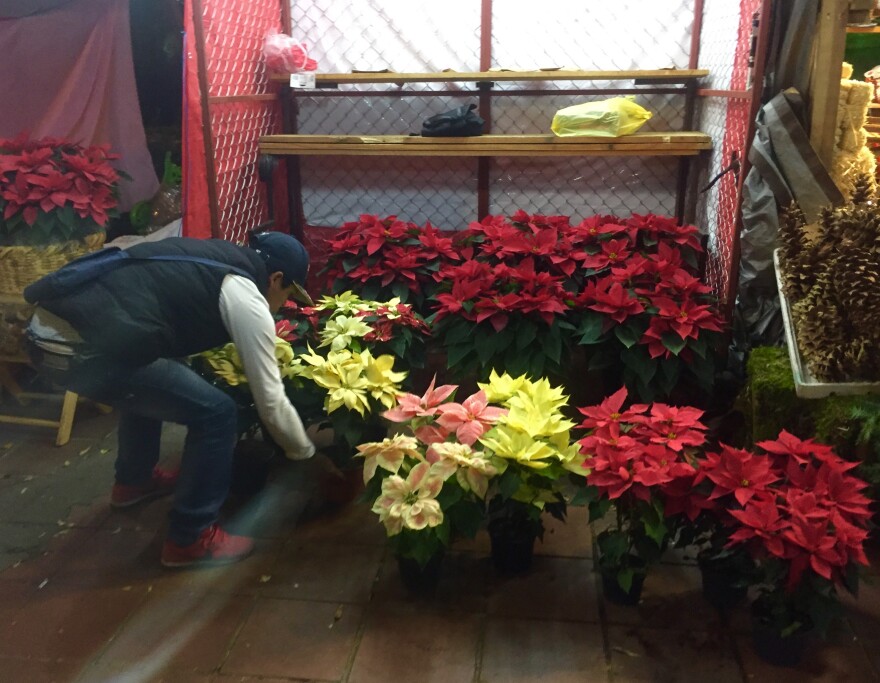 poinsettias