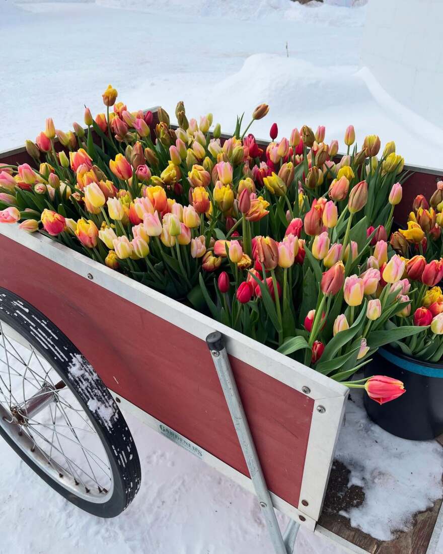 Open Sky Organic Farm is transporting buckets of tulips after winter storm.