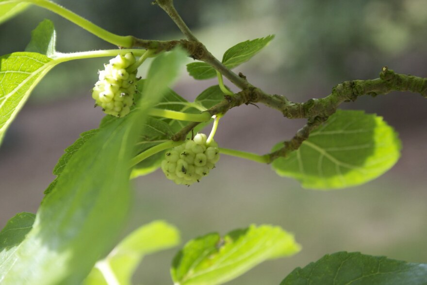 Connecticut Garden Journal Mulberries Connecticut Public